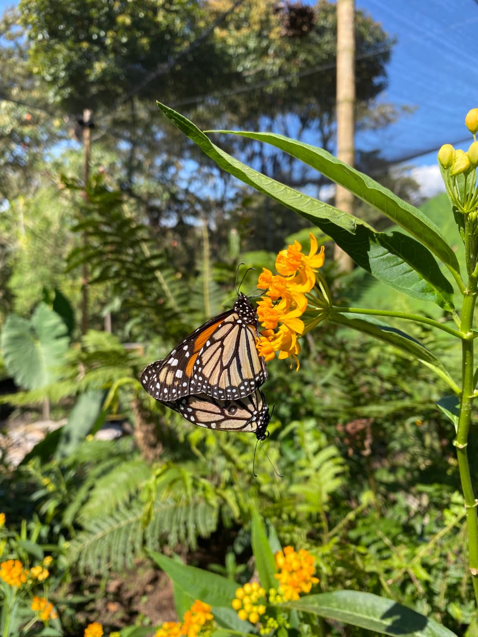 Ruta Entre Flores y Mariposas - Marinilla